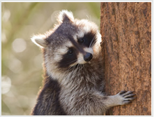 Image of a Racoon climbing a tree